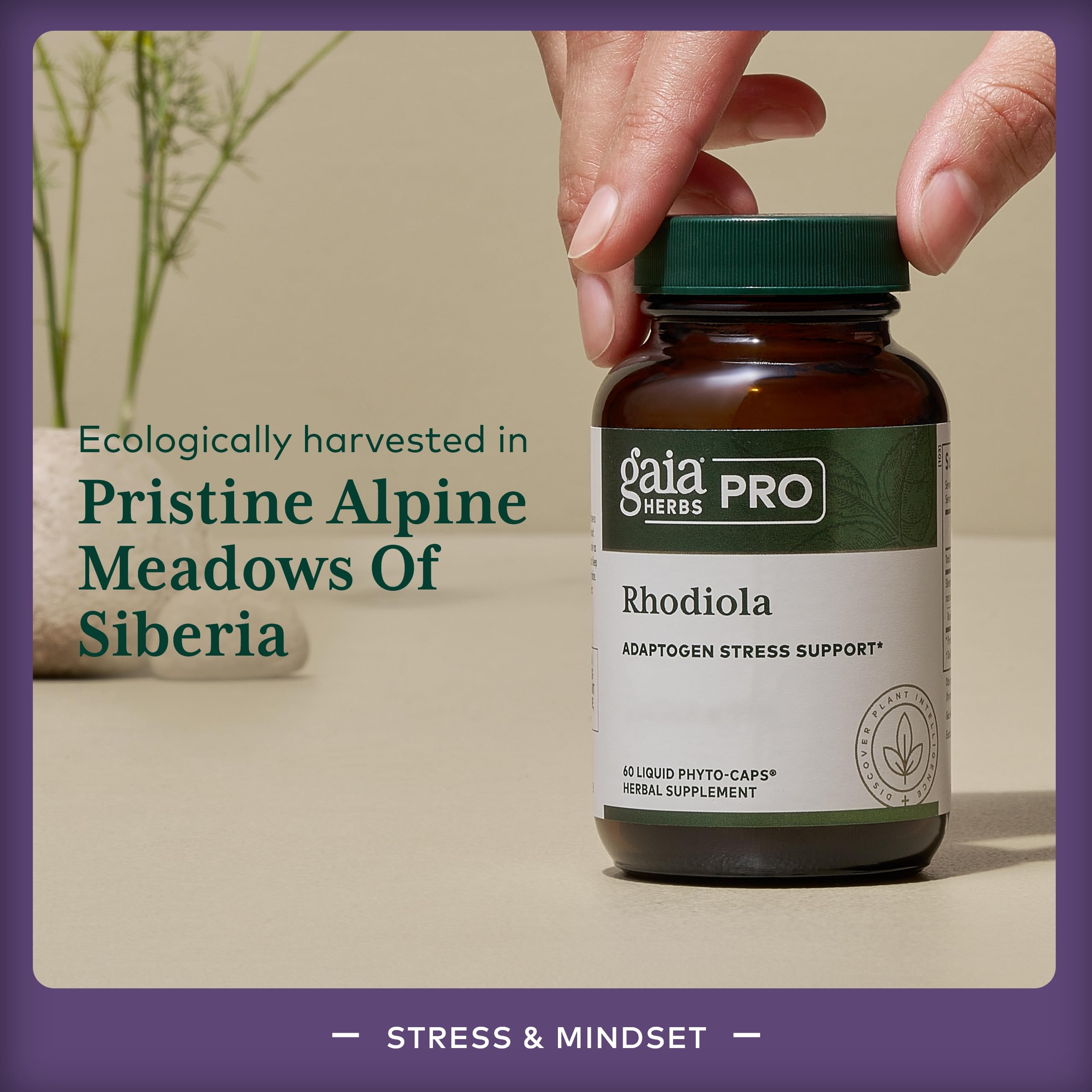 GAIA Herbs PRO Rhodiola label notes 6 mg rosavins potency