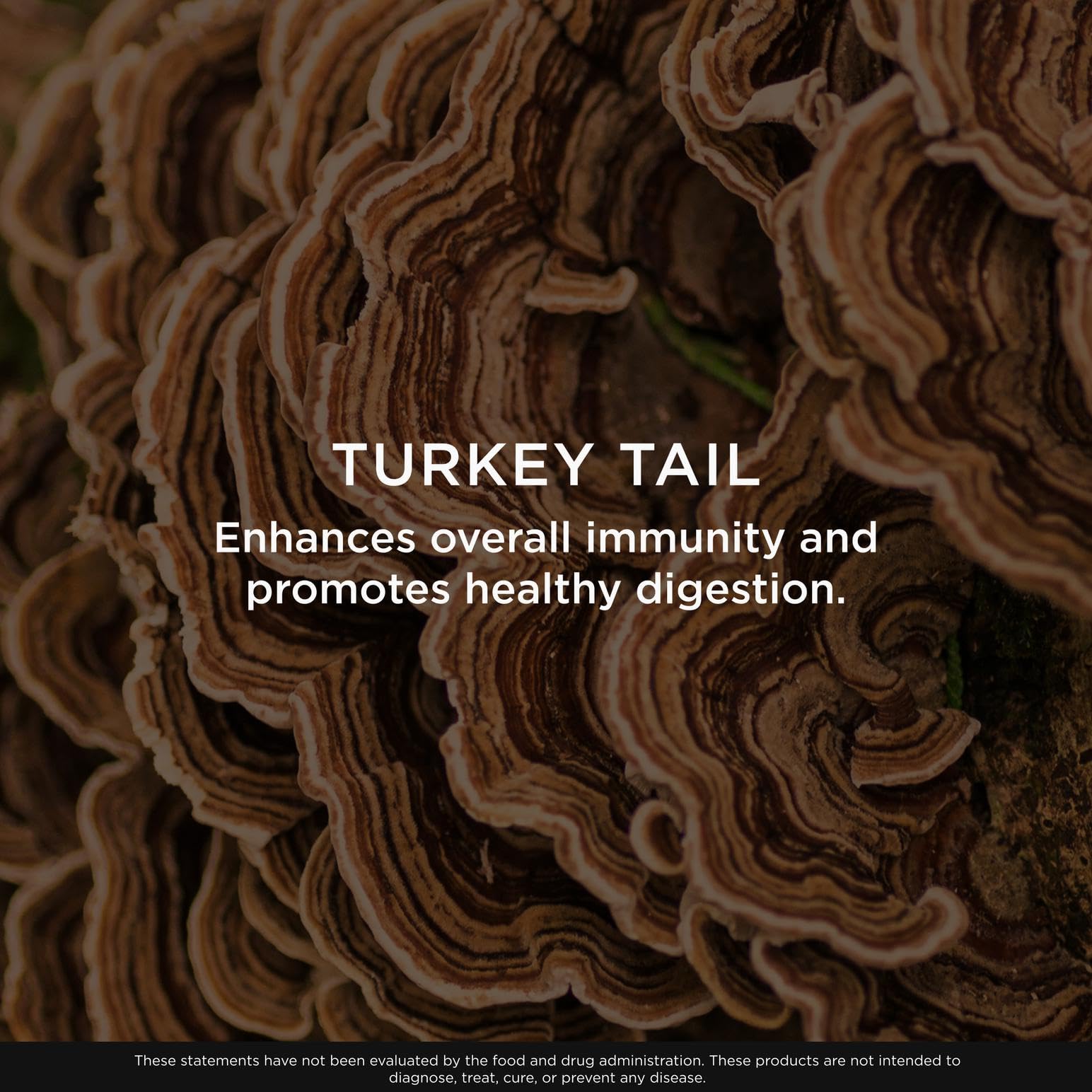 Ingredients section featuring organic turkey tail mushrooms in plant-based formula.
