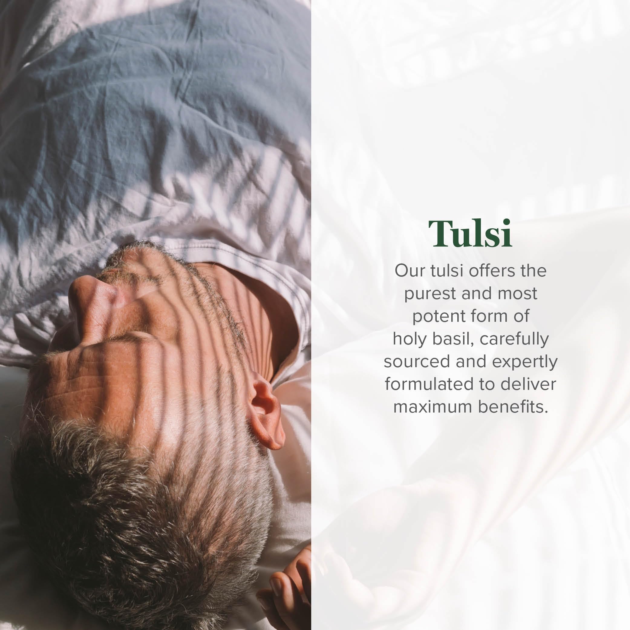 Global Healing Center Tulsi leaves and flowers, fresh organic source for natural energy.