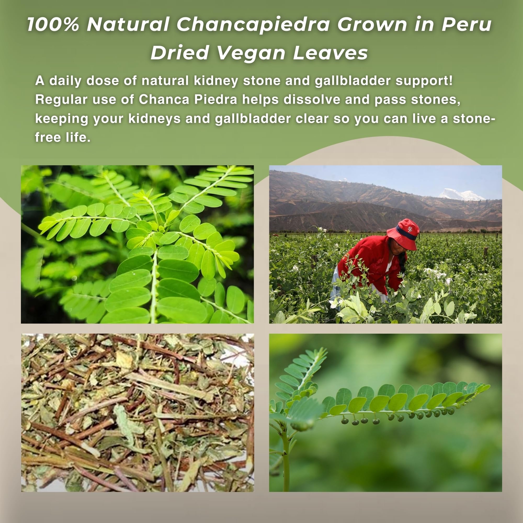 Hanan Chanca Piedra steep releasing a mild earthy aroma for daily refreshment.