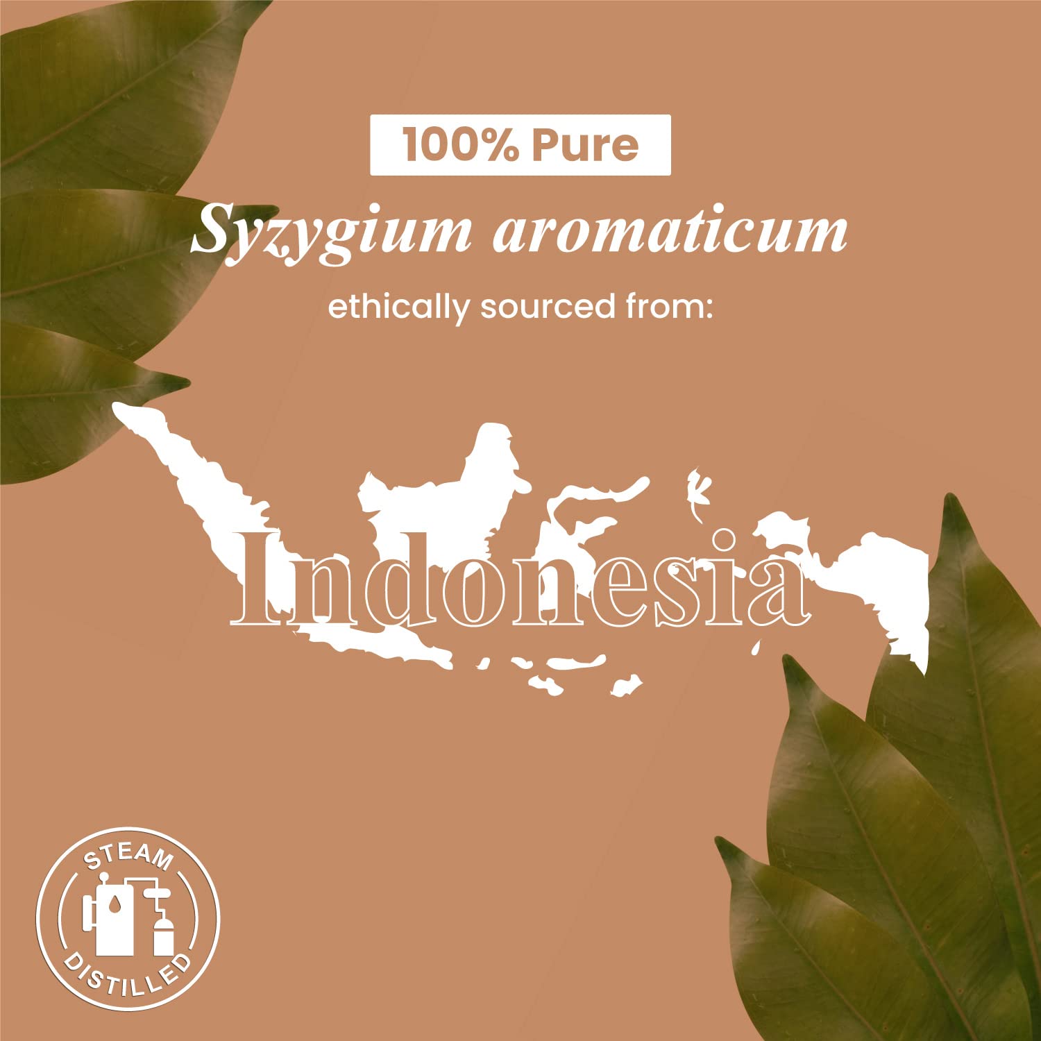 Premium US-sourced clove oil for refined aromatherapy projects.