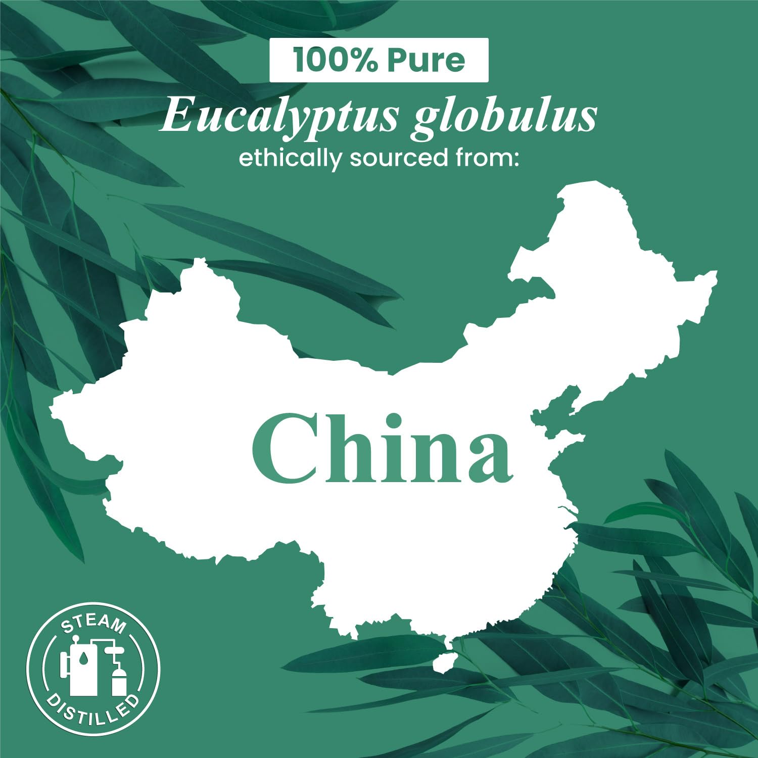 Envasado en Estados Unidos para Handcraft Blends Eucalipto.