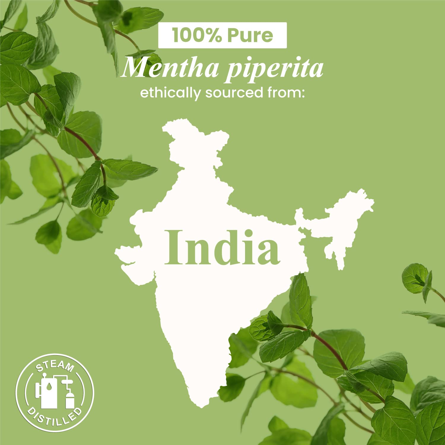Handcraft Blends Peppermint Essential Oil sourced from top regions worldwide.