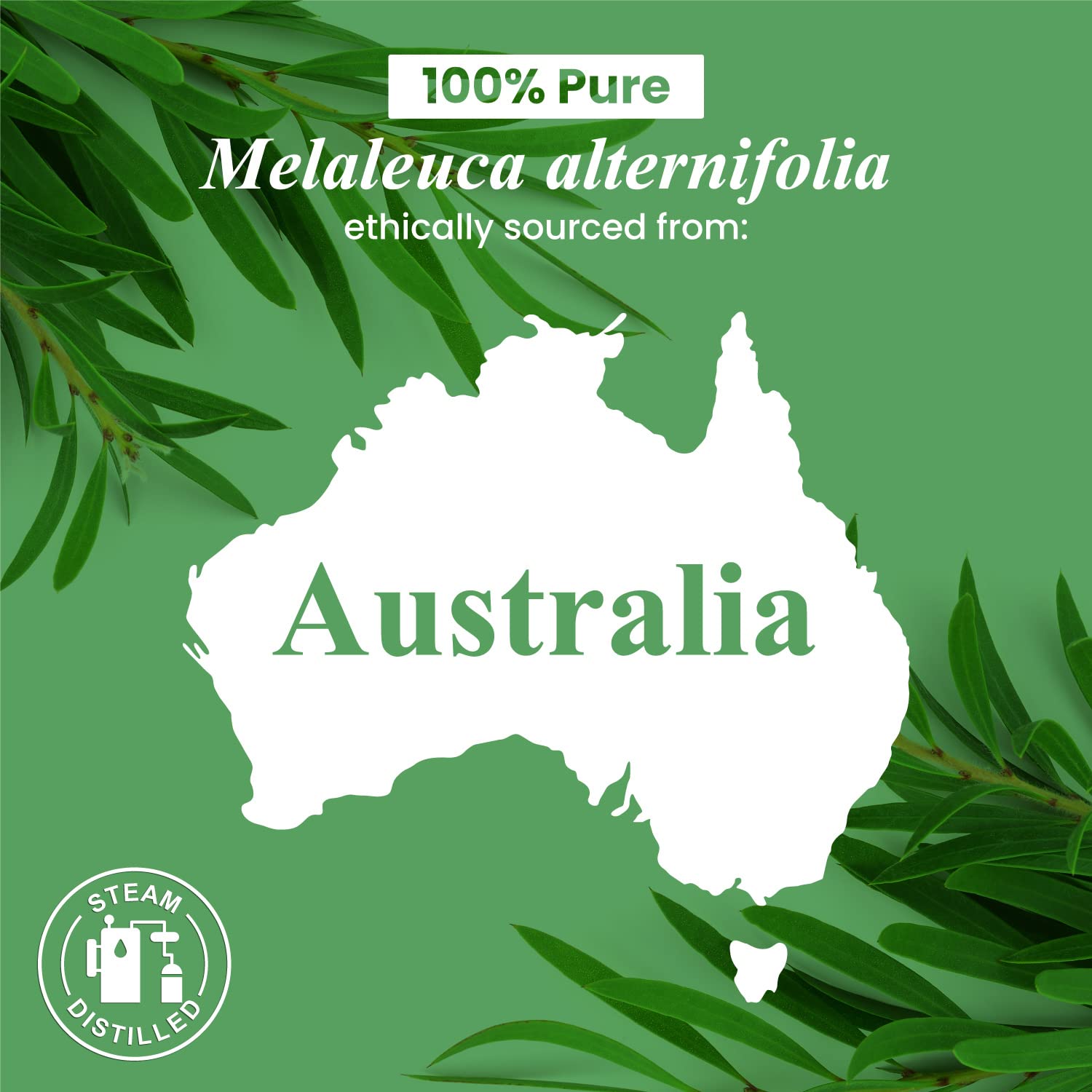 Handcraft Blends Tea Tree Oil bottled in the USA for quality