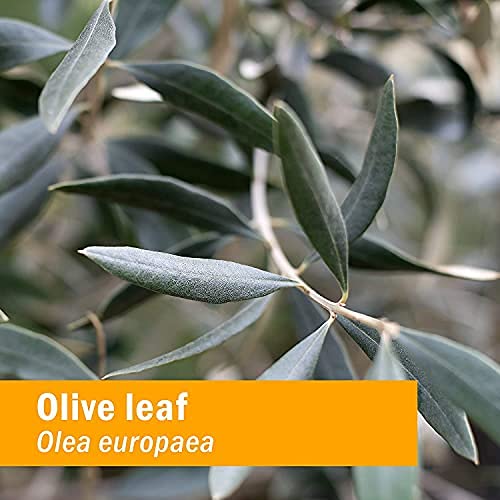 Dropper dispensing olive leaf extract from Herb Pharm bottle
