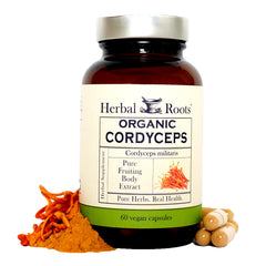 Herbal Roots Cordyceps fruiting body cap closeup showing potent energy support