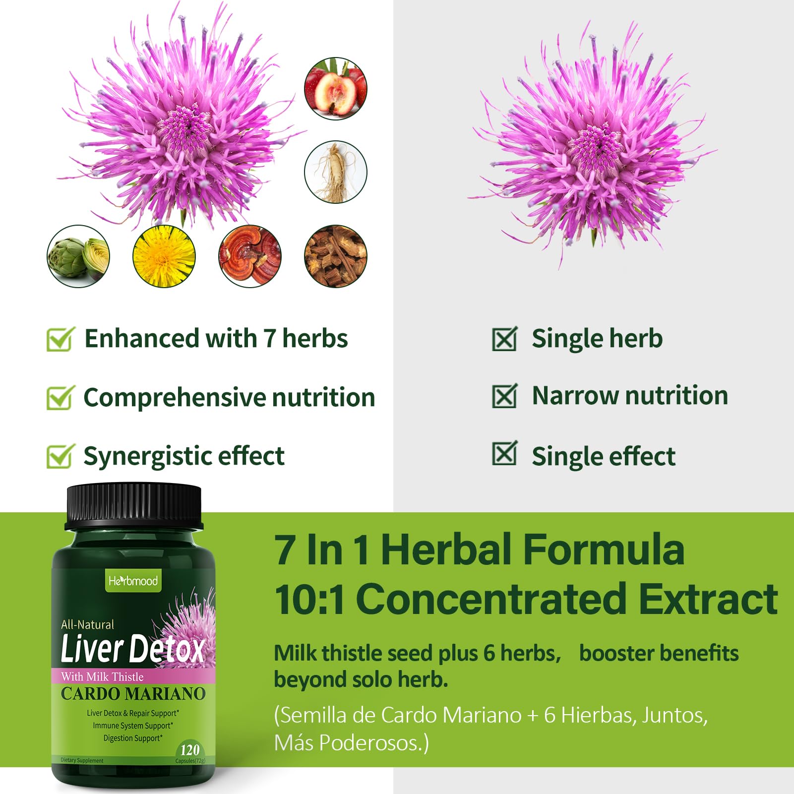 Herbmood reishi mushroom and ginseng blend for immune resilience