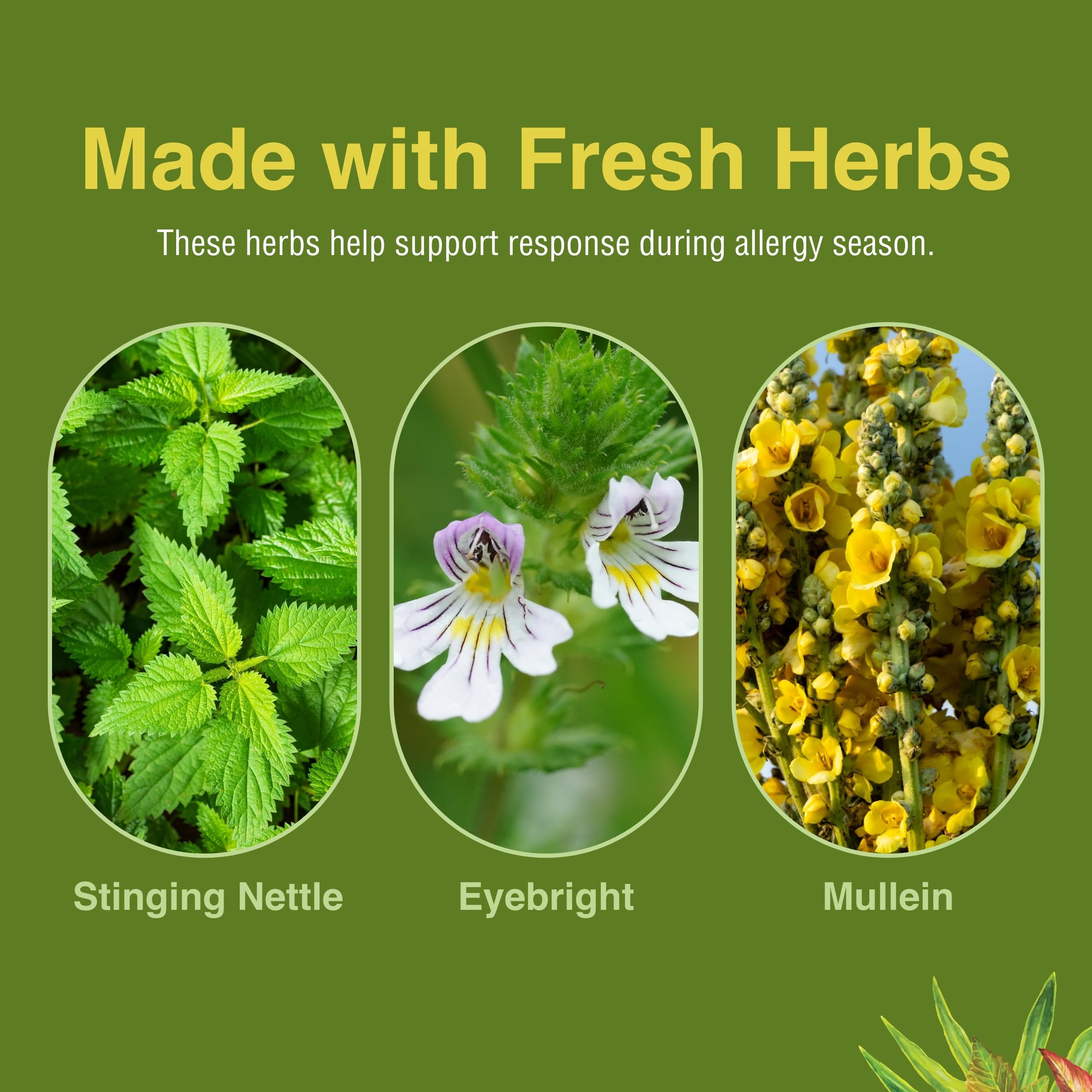 Herbs Etc Allergy ReLeaf System ingredients with nettle, eyebright, and mullein for sinus and eye support.