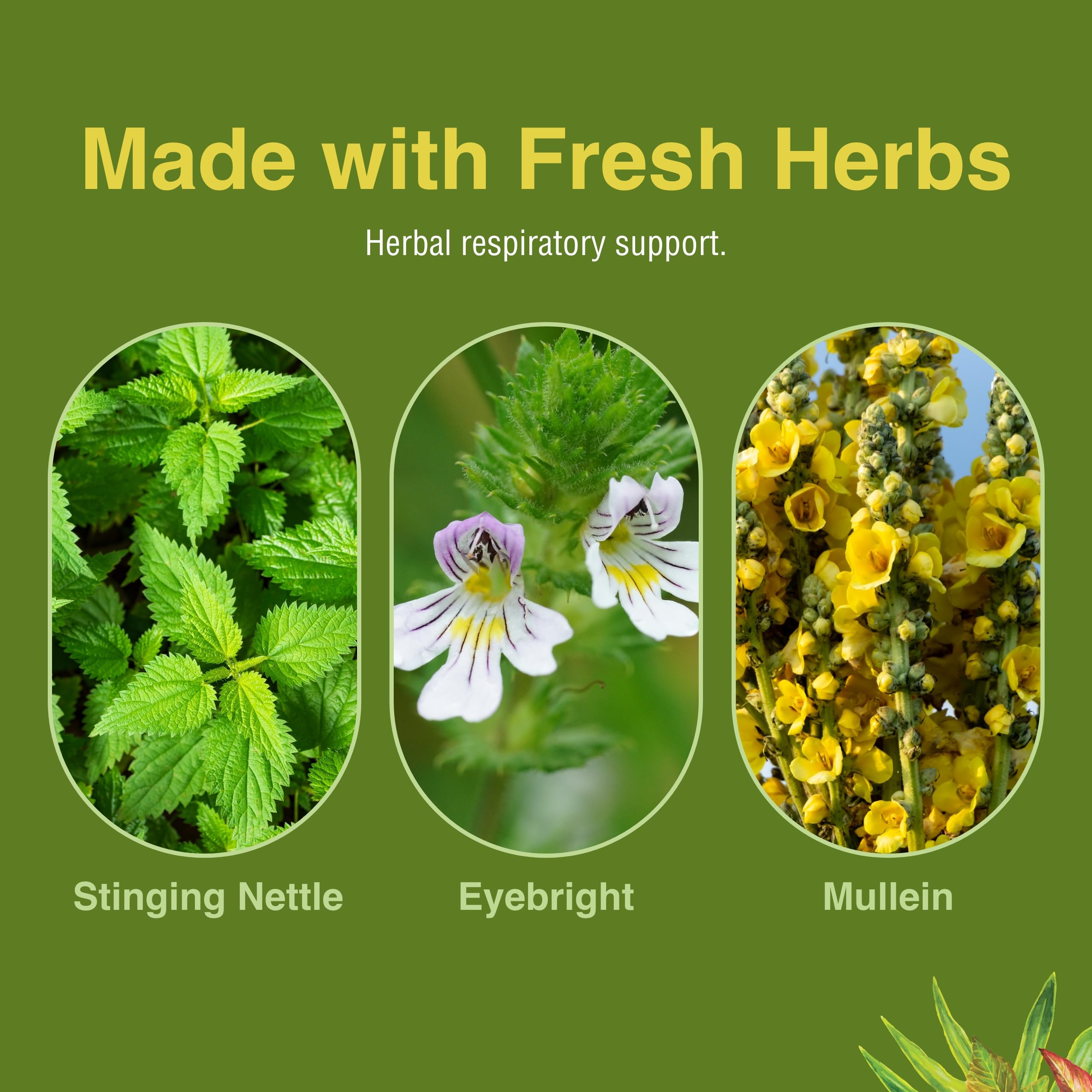 Horsetail in Allertonic completes the herbal blend