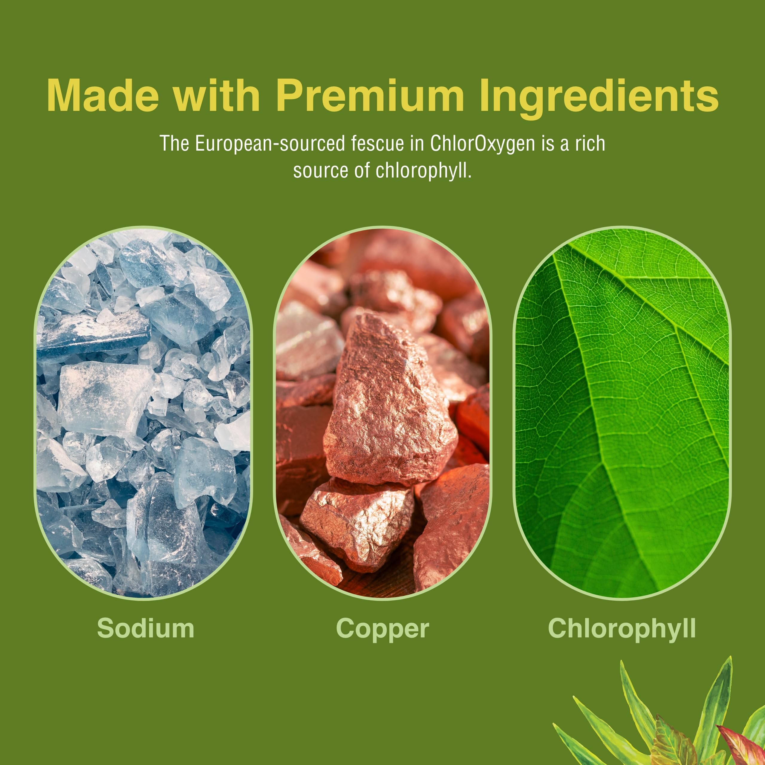 Herbs Etc. ChlorOxygen close-up of capsules highlighting concentrated chlorophyll