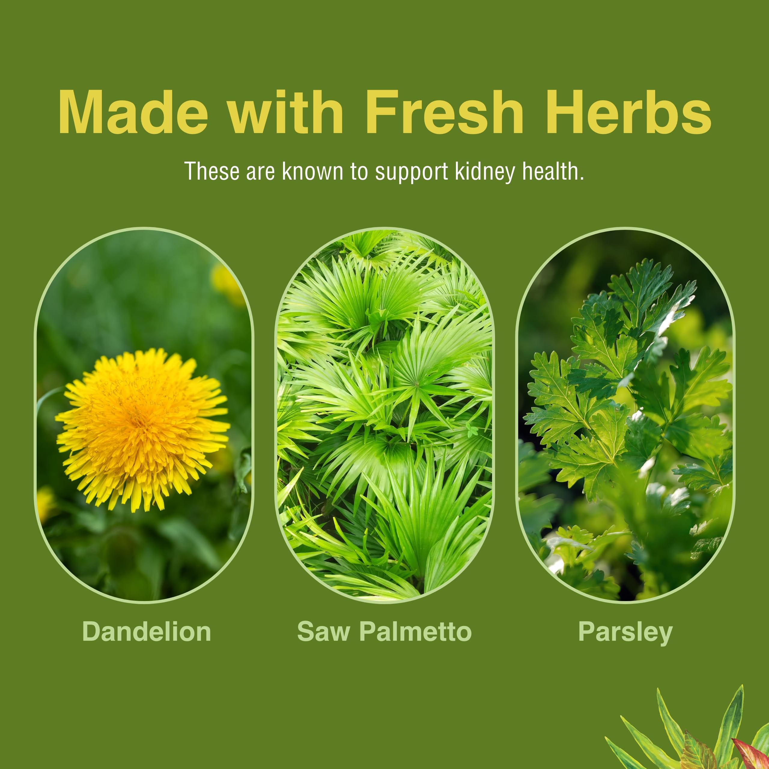 Herbs, Etc. Kidney Tonic parsley close-up—herbal freshness supporting daily wellness
