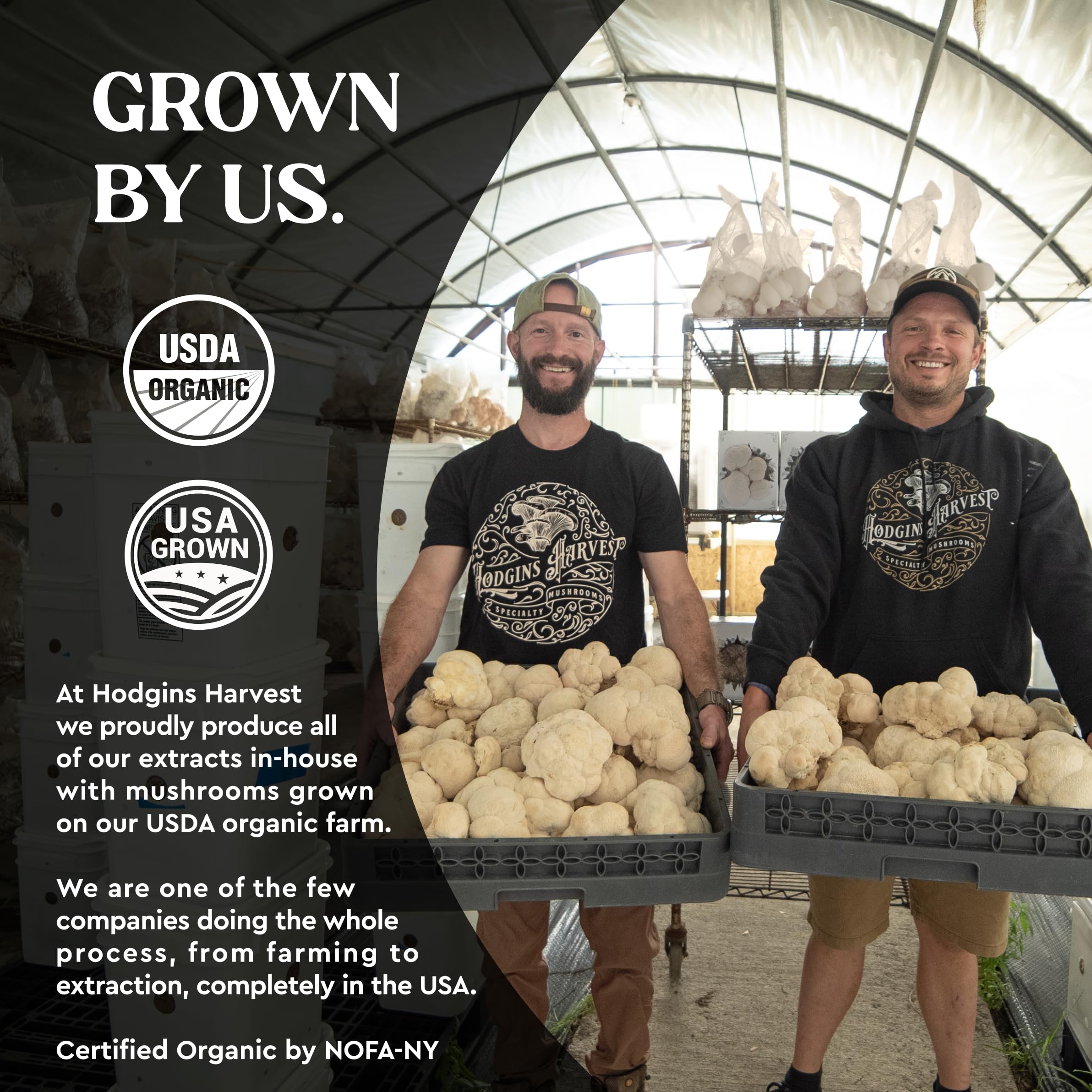 Hodgins Harvest dual-extraction process highlights potent compounds for brain health.