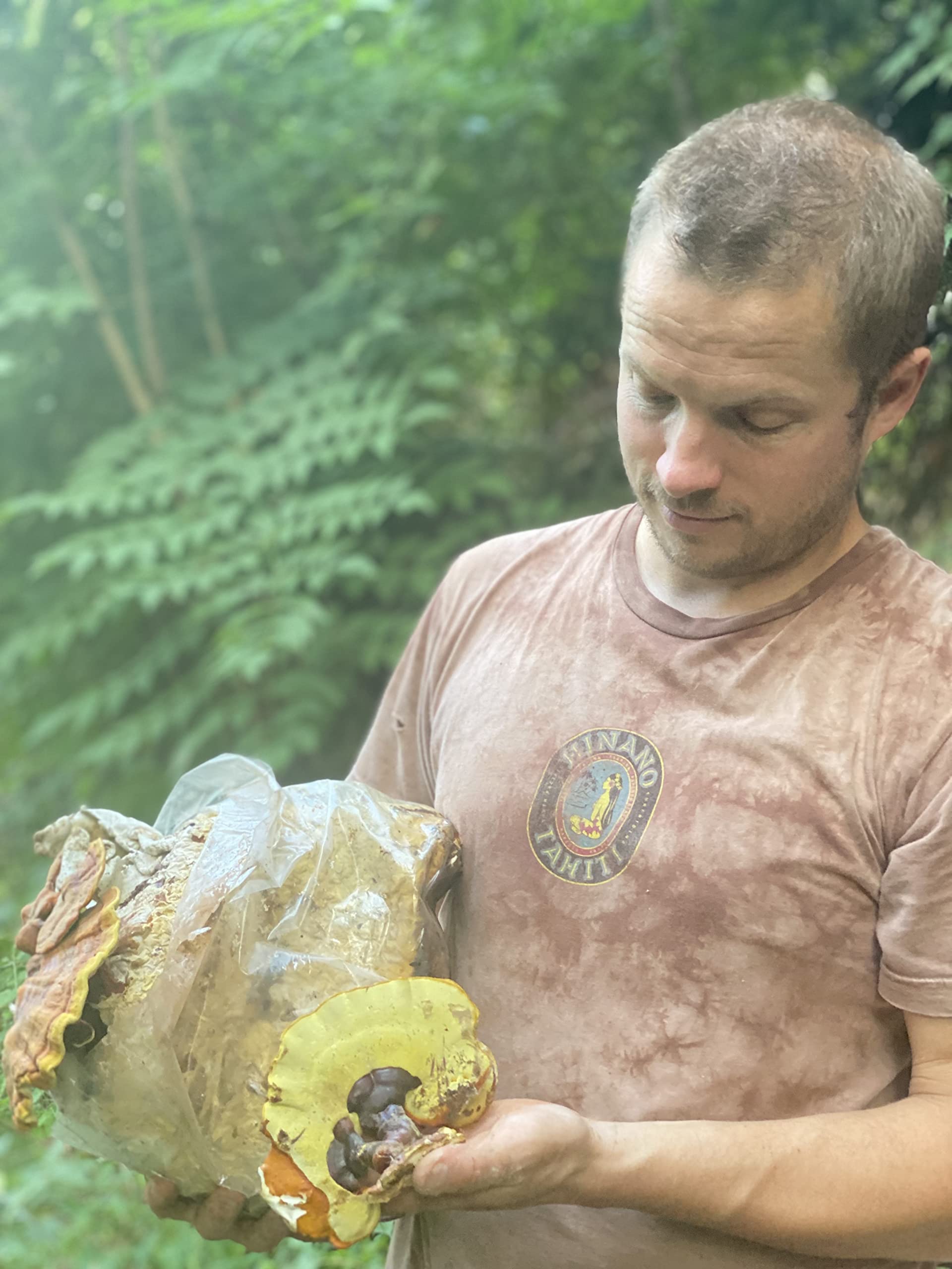 Hodgins Harvest Reishi mushroom fruiting body image