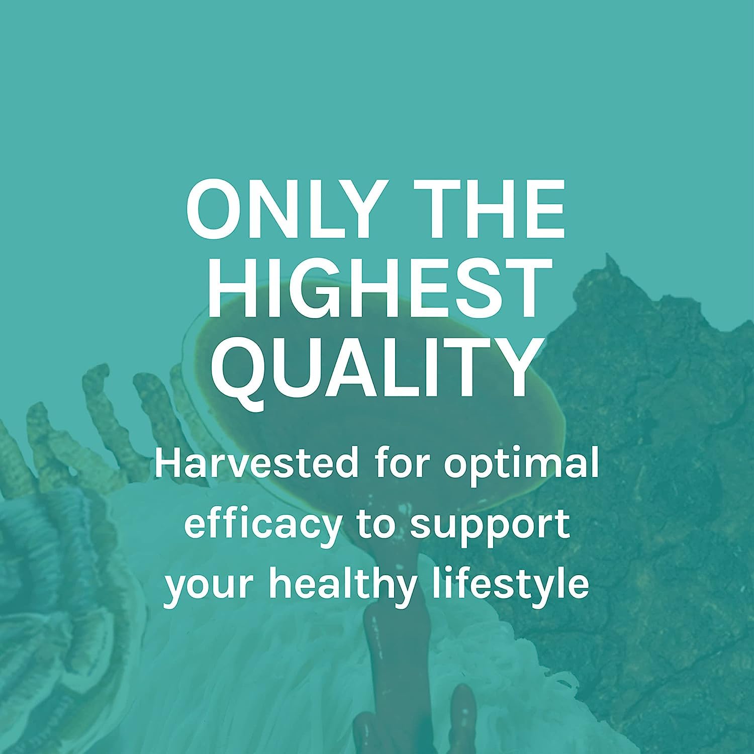 Ashwagandha root included in the Host Defense Stress Decompress capsules.