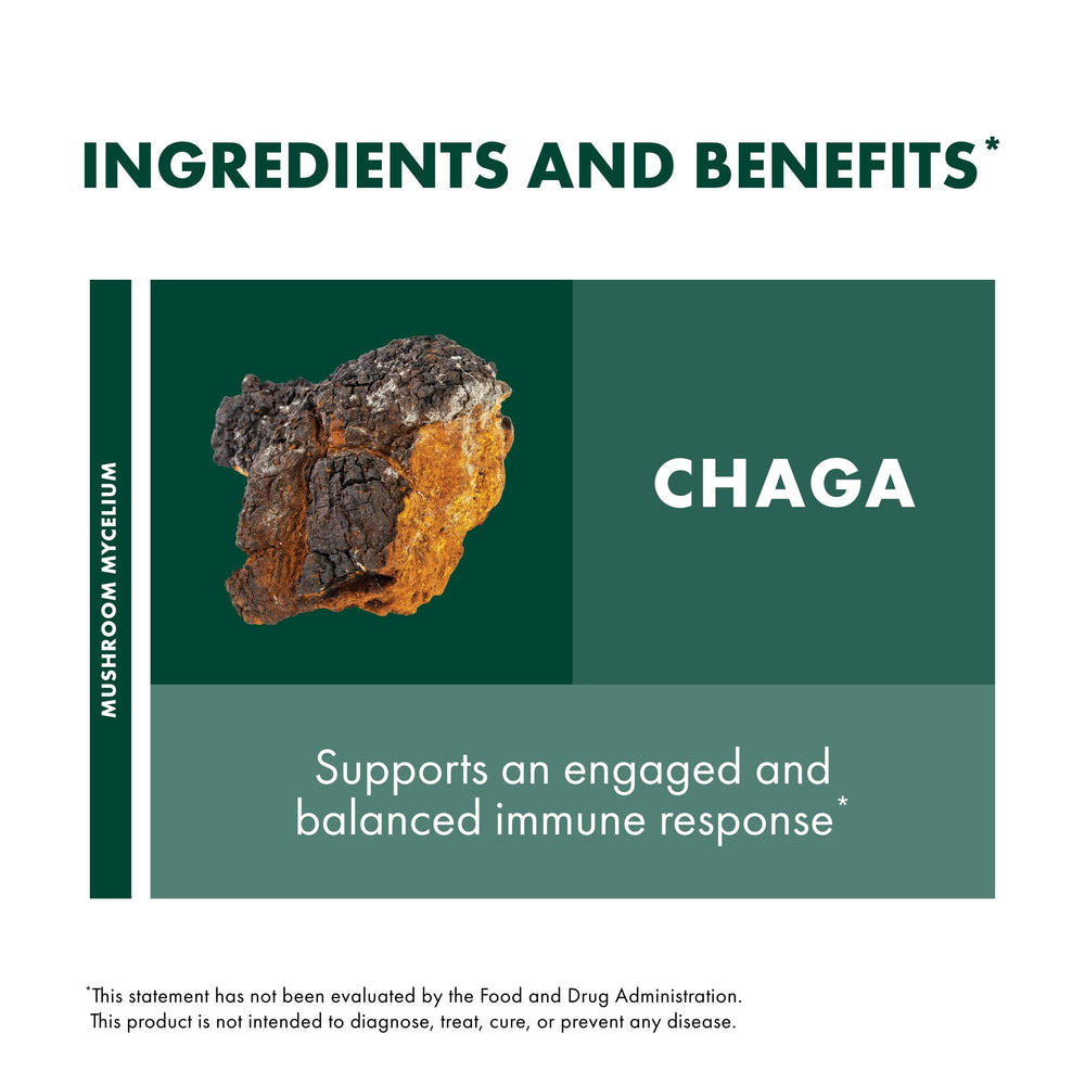 Illustration of mushroom cultivation for Host Defense Chaga Powder on organic substrate.