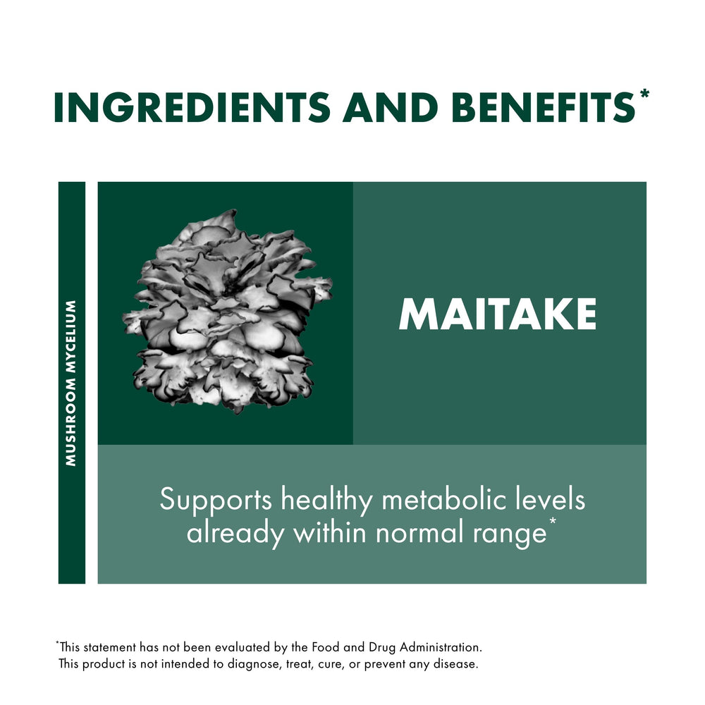 Maitake mushroom mycelium on fermented substrate visuals