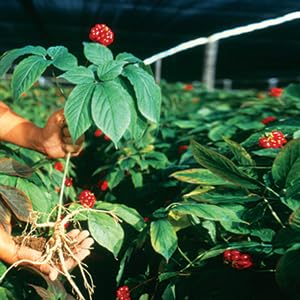 Non-GMO Wisconsin ginseng slices ideal for home cooks and tea makers