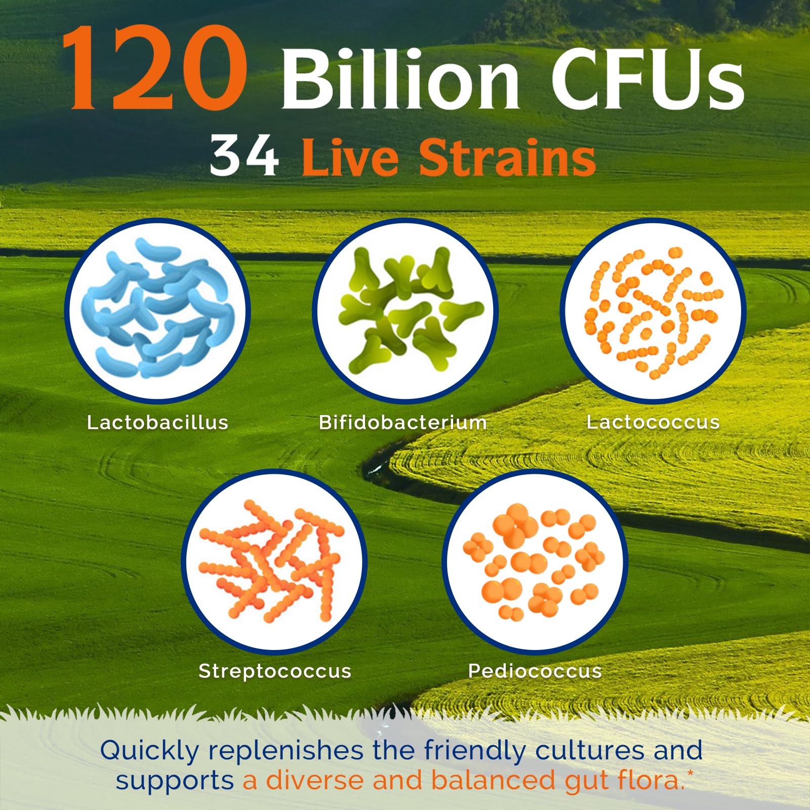 Innate Vitality Probiotics with organic prebiotic fibers feeding probiotics