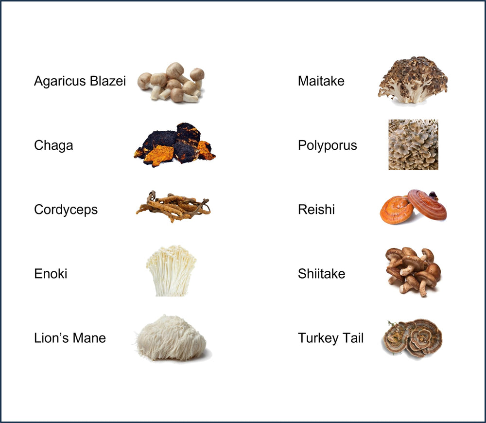 Jetsu Mushroom Extract Powder packaging emphasizing premium sourcing and purity