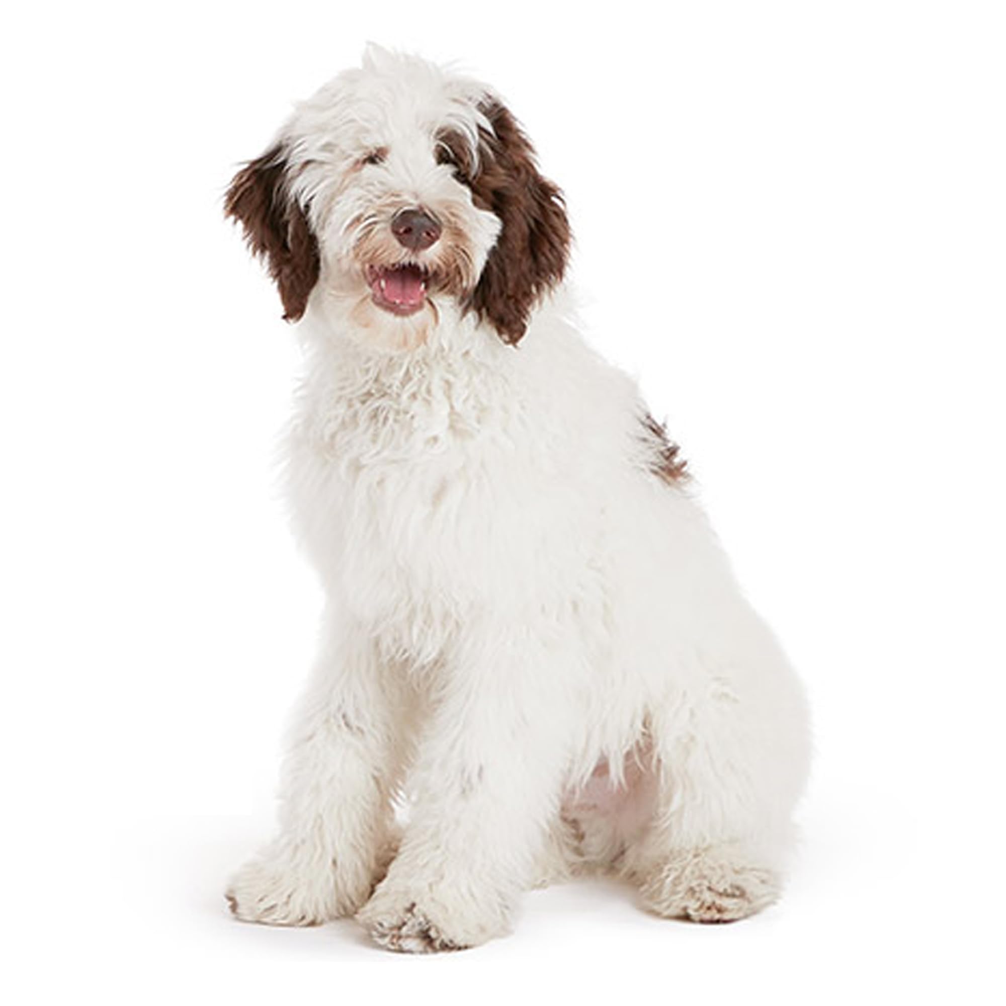 Komxsum Dog Wart Remover shows progress in days with consistent use.