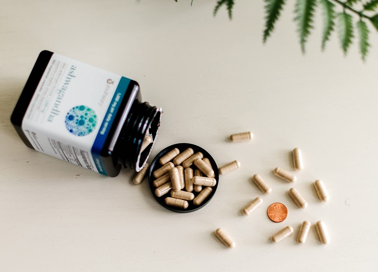 KSM66 Ashwagandha-Envisionary Easy Sleep packet highlight for nighttime support