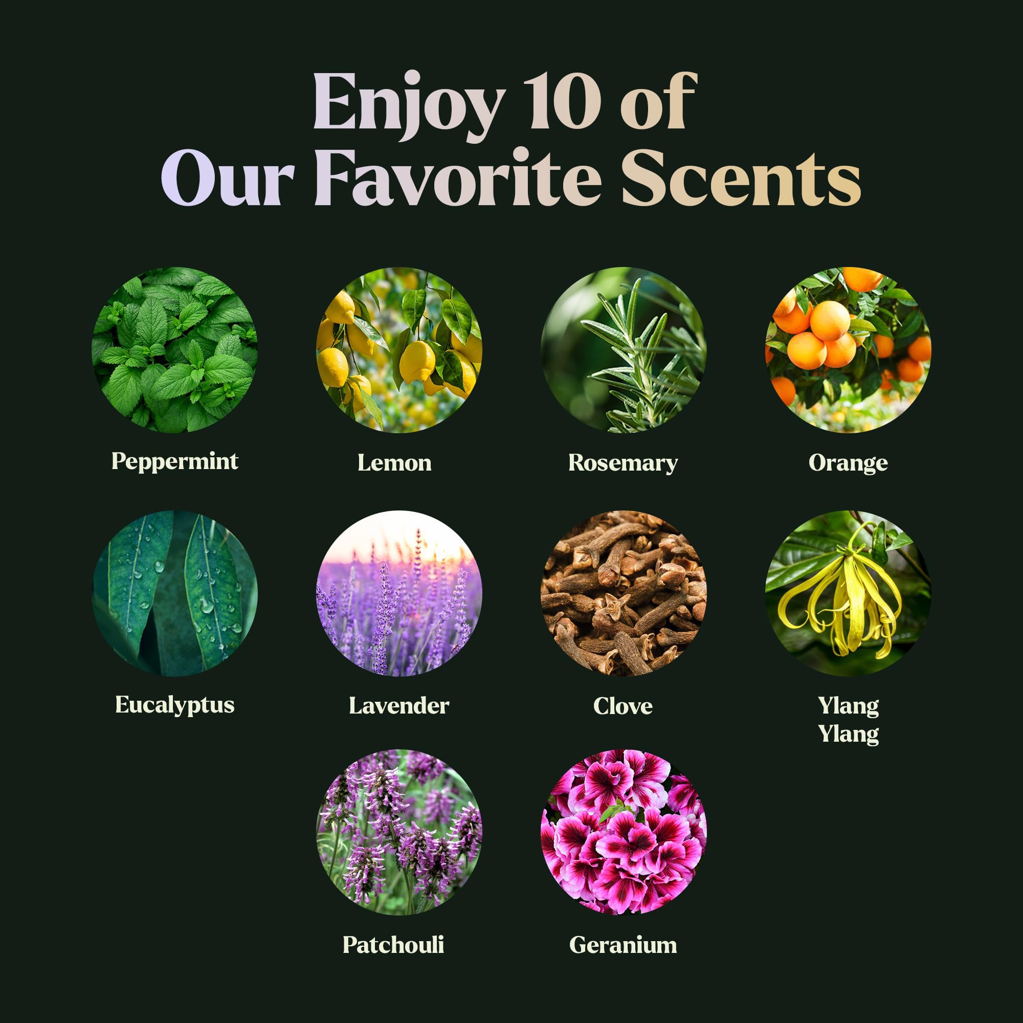 LagunaMoon eucalyptus oil bottle delivers cooling scent for humidifiers and spa-like showers.