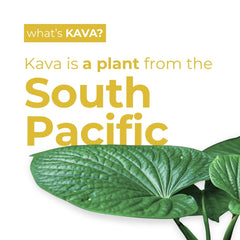 Creamy coconut texture from LEILO kava mocktail offers a smooth tropical mouthfeel