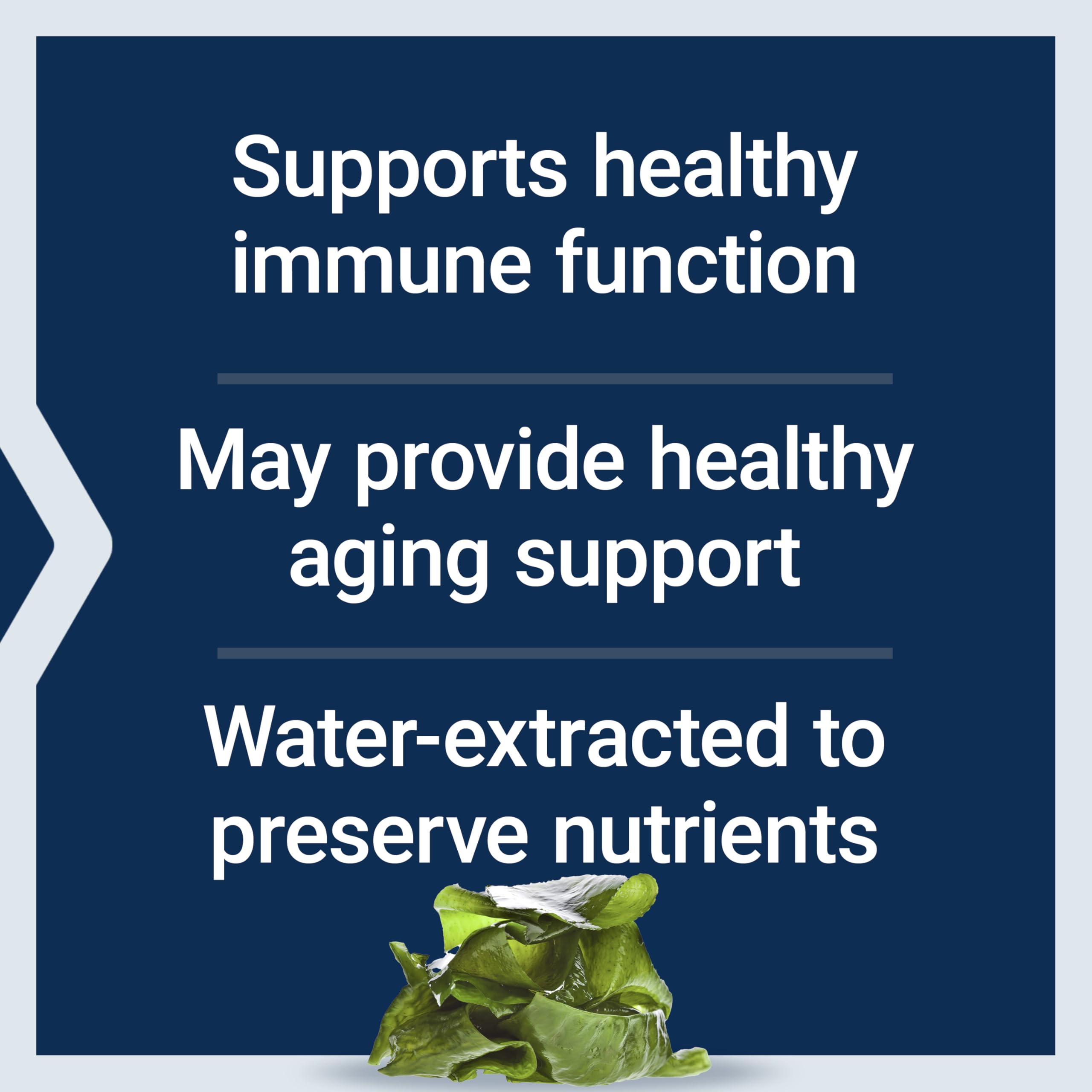 Patagonian seaweed source image used for fucoidan extraction