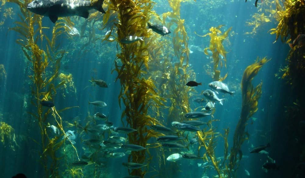 LIFESPAN PURE NEW ZEALAND Energize seas-inspired packaging reflecting New Zealand origin.