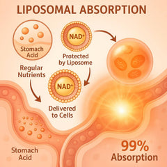 LIGUSTERI liposomal NAD+ with TMG delivery system illustrates enhanced absorption.