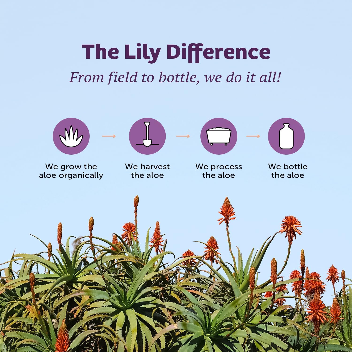 Lily Of The Desert Aloe Vera Juice product image signals premium quality.
