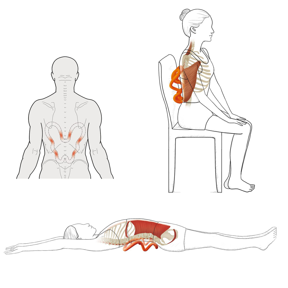 LittleMum tool targets the levator scapulae for knot relief