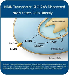 Closeup of MAAC10 NMN label emphasizing quality.