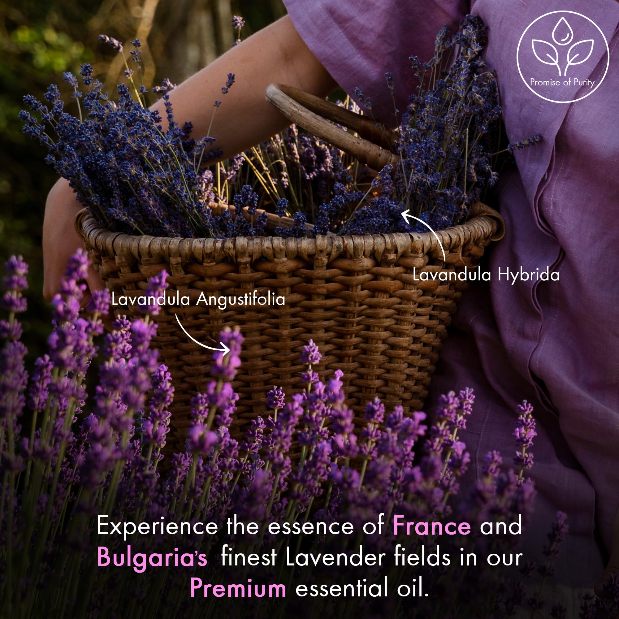 Majestic Pure lavender oil in diffuser releasing a calming aroma.