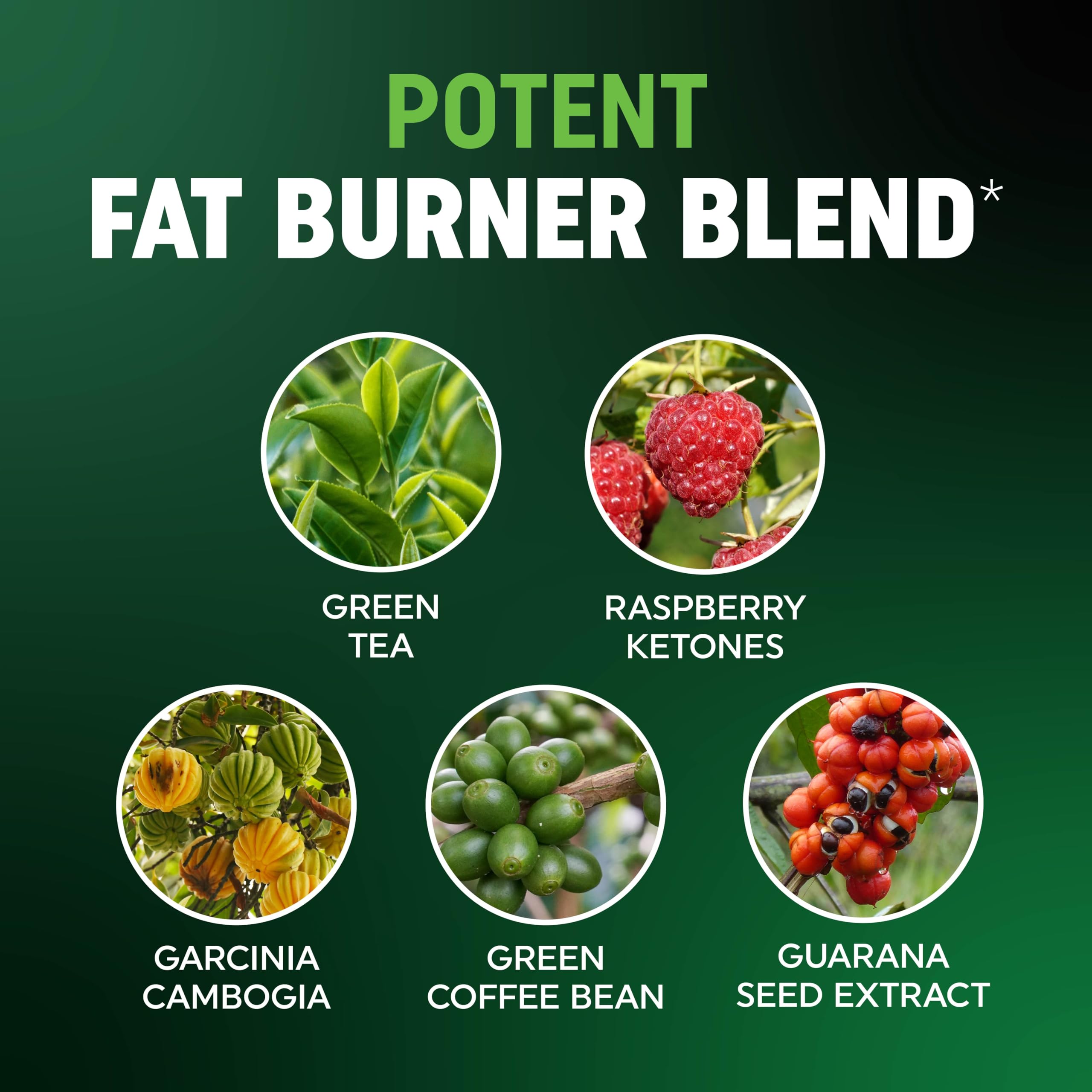 MAV Nutrition green-coffee-bean energizing gummies area conveying morning fat burn