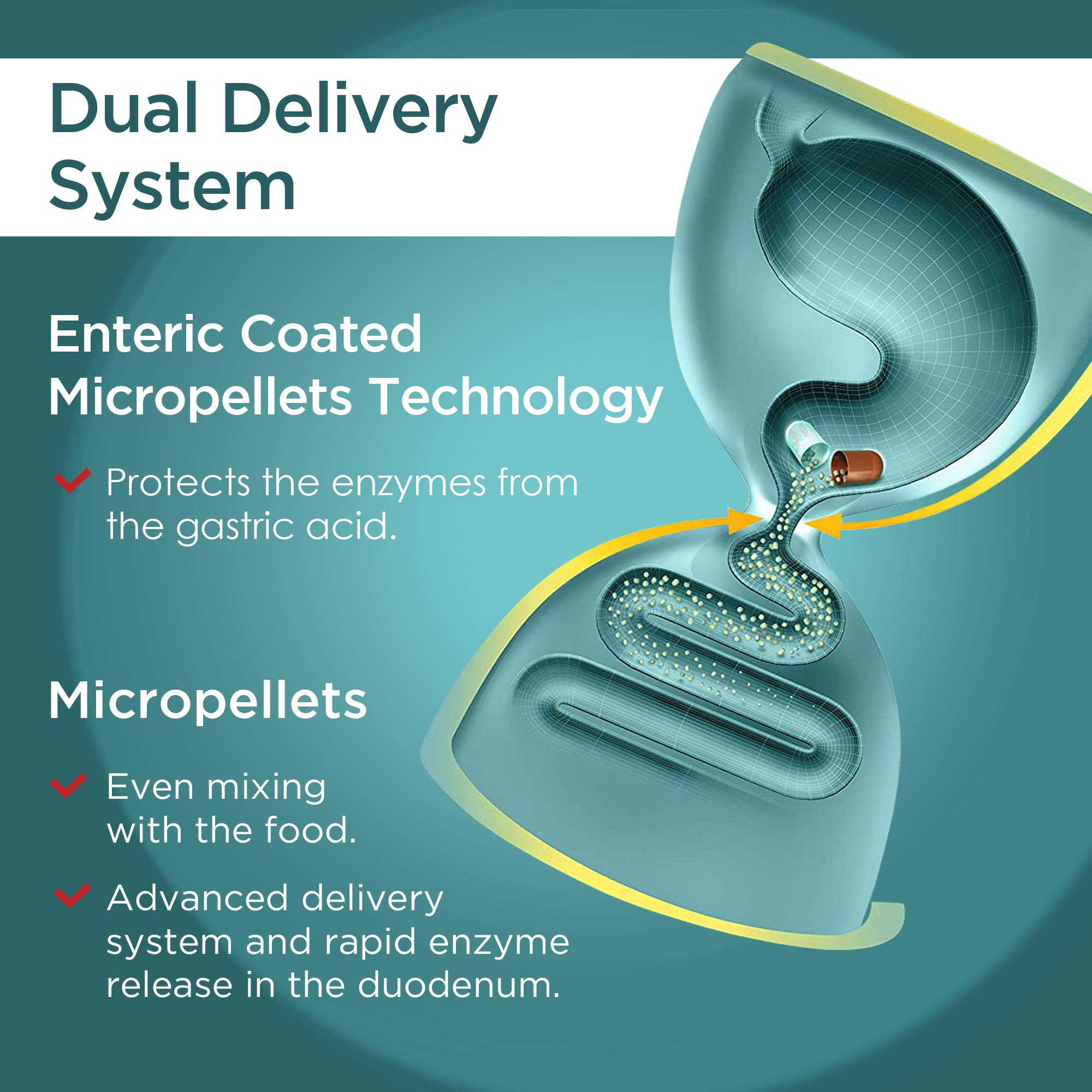 Micrazym AVVA enzymes in action illustration suggesting digestion support after meals.