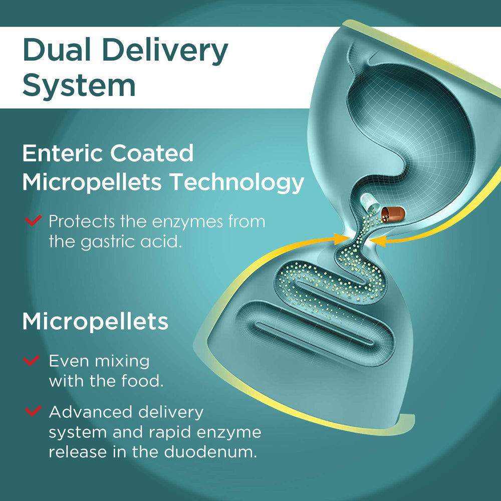 Micrazym AVVA enzymes in action illustration suggesting digestion support after meals.