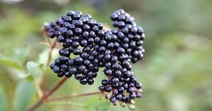 Mrs. Miller's Elderberry Jelly on toast for a bright breakfast.