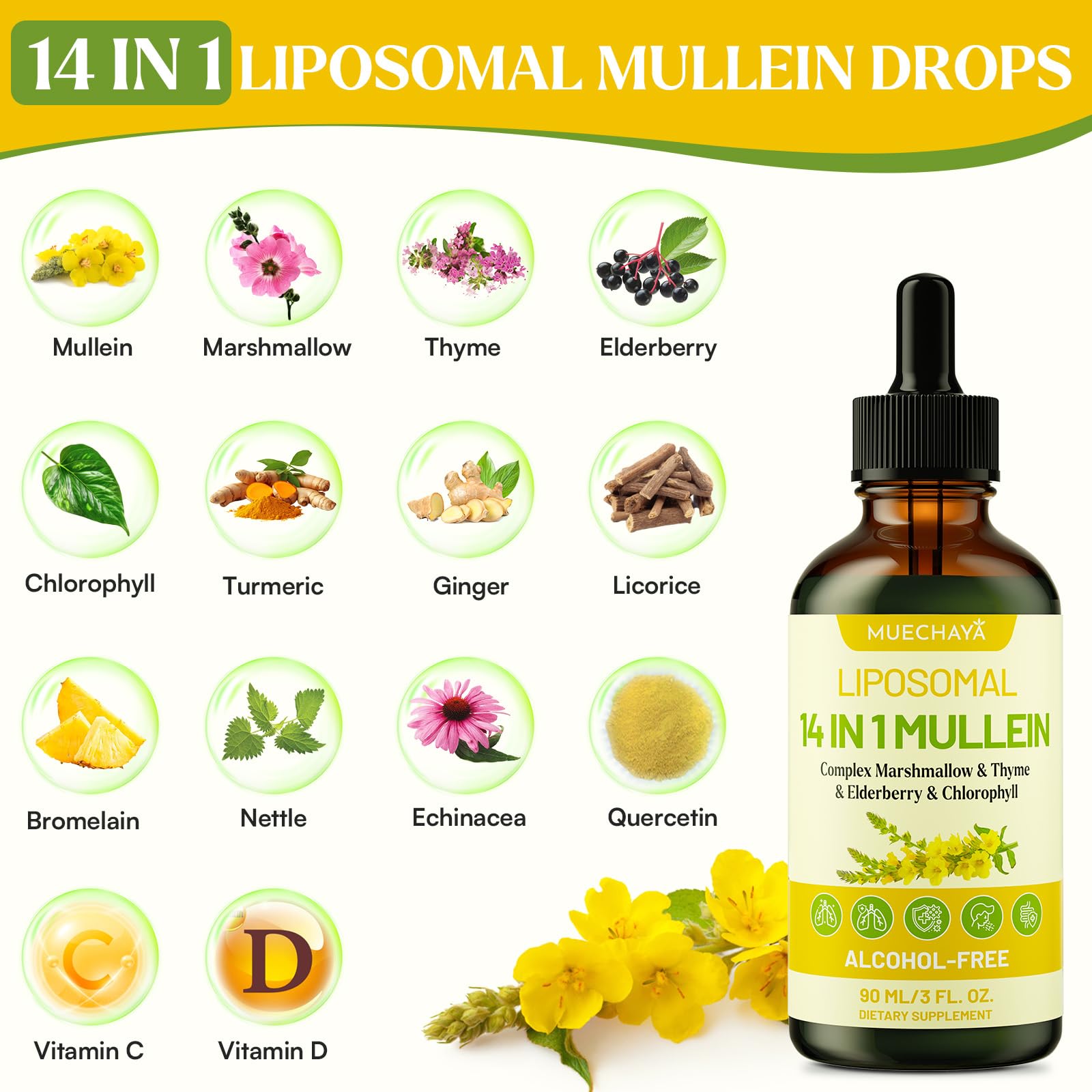 Muechaya Mullein leaf closeup showcases herbal clarity for lungs and mucous management.