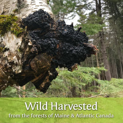 My Berry Maine Chaga Fine Powder wild-harvested chaga from pristine woods