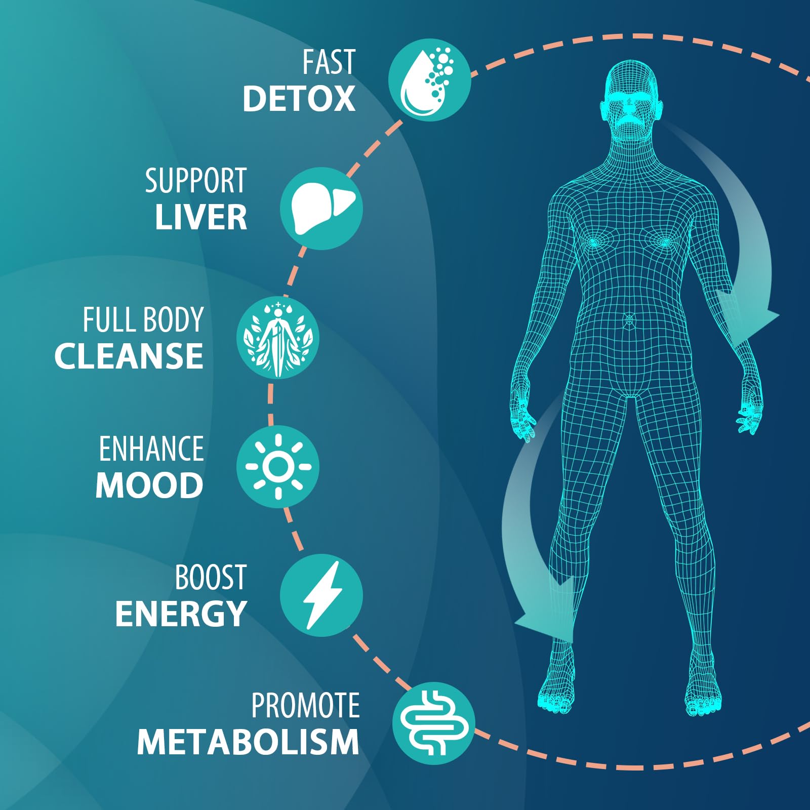 MythoTecq detox ingredients milk thistle illustrated for liver and digestion help