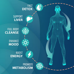 MythoTecq detox ingredients milk thistle illustrated for liver and digestion help