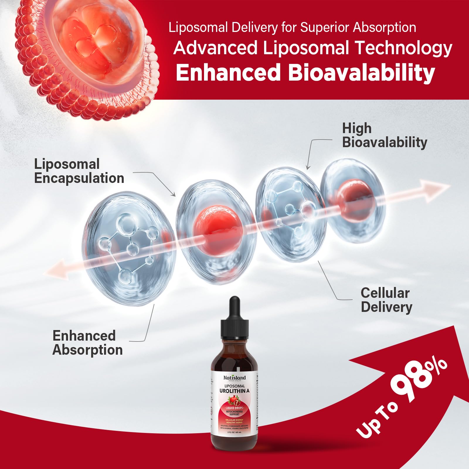 NATISLAND liposomal delivery system graphic for enhanced absorption