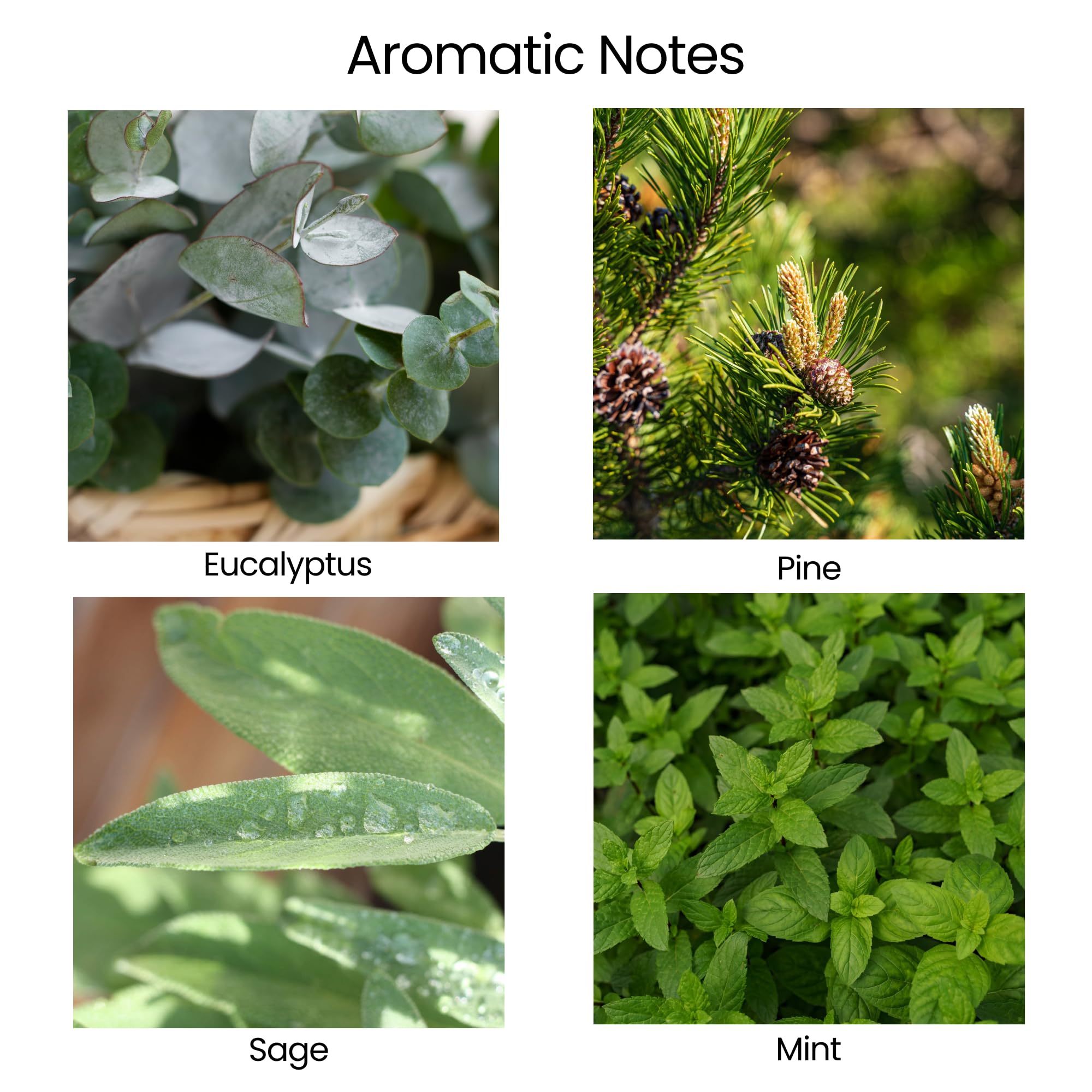 Natur IX aroma of eucalyptus, pine, sage and mint supports clarity.