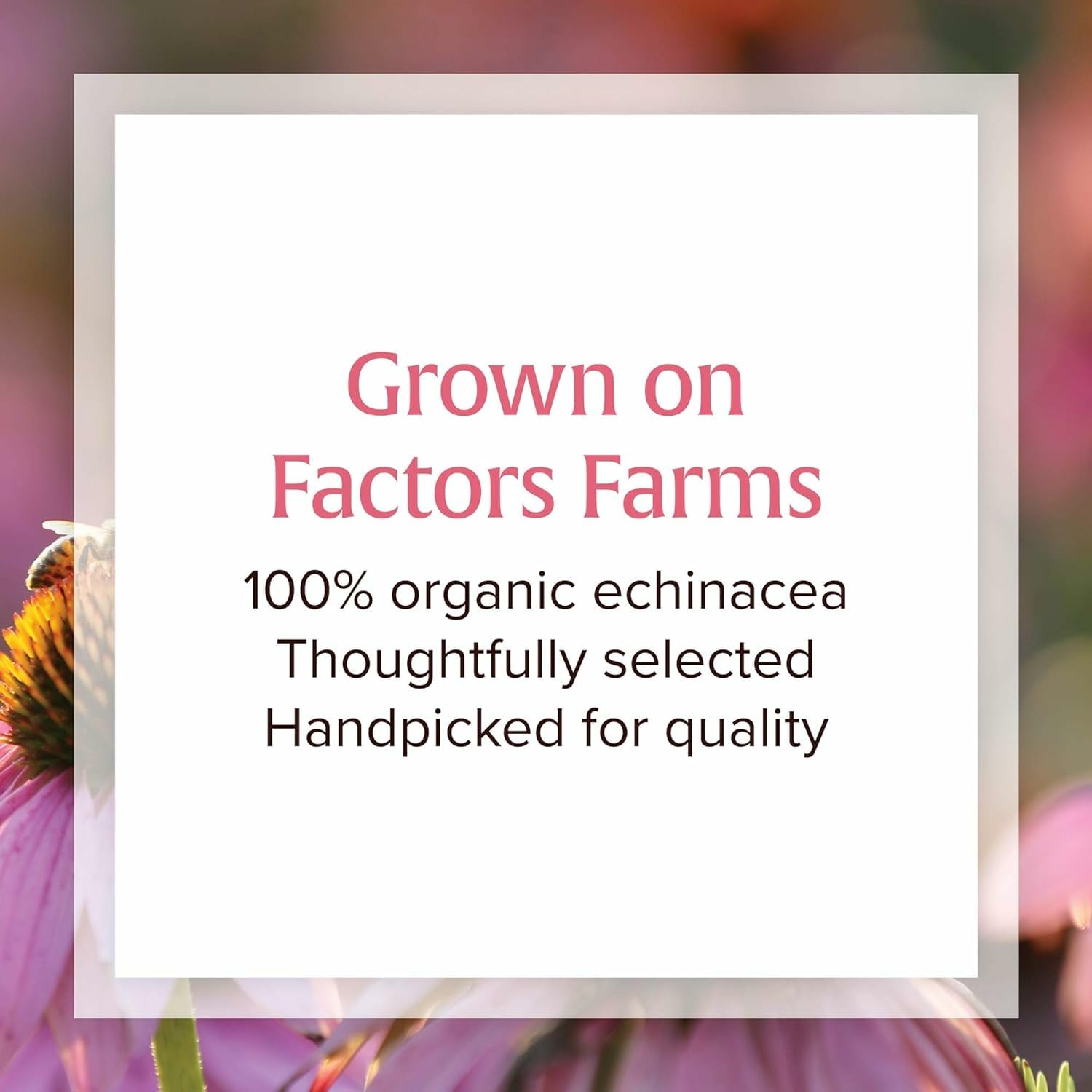 Natural Factors Anti-V Formula bottle with reishi mushroom imagery