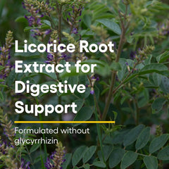 Close-up of licorice root extract in Natural Factors DGL Chewable for digestion.
