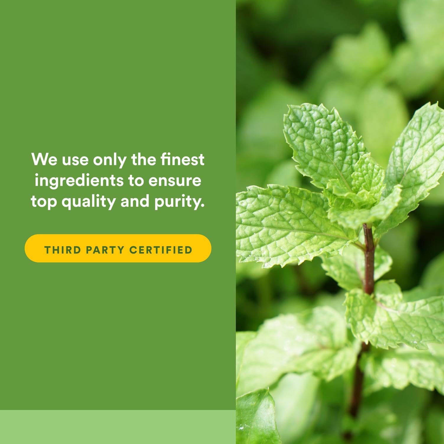 Natural Factors digestive health concept highlighting peppermint and oregano.