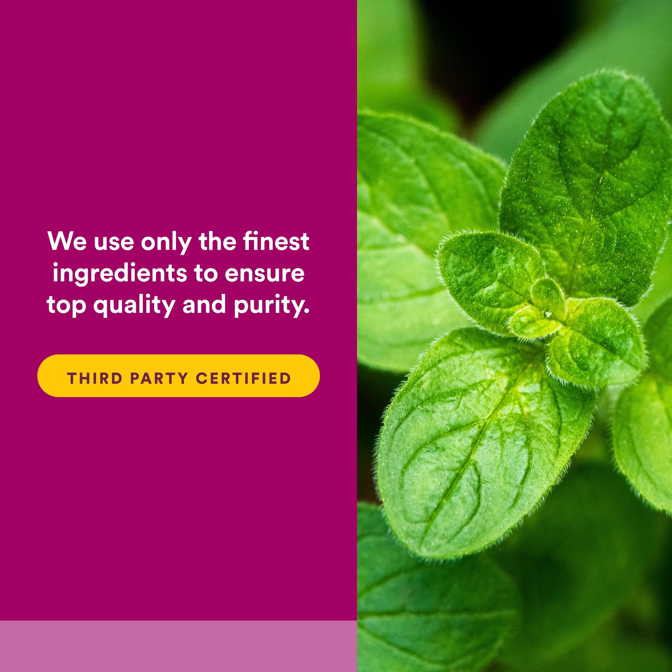 Steam distillation equipment for Natural Factors oregano oil production