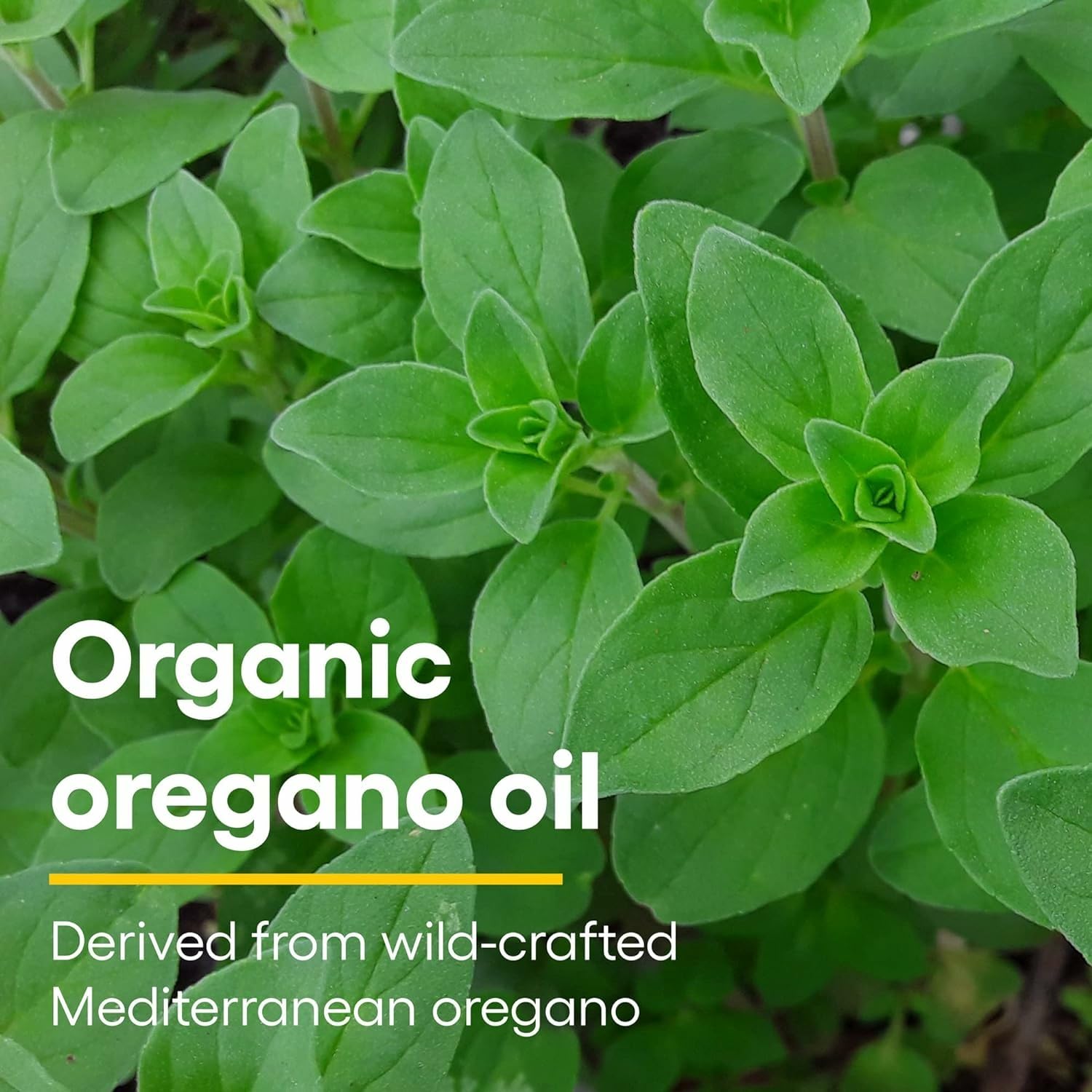 Natural Factors Oil of Oregano drops mixed with water for versatile use