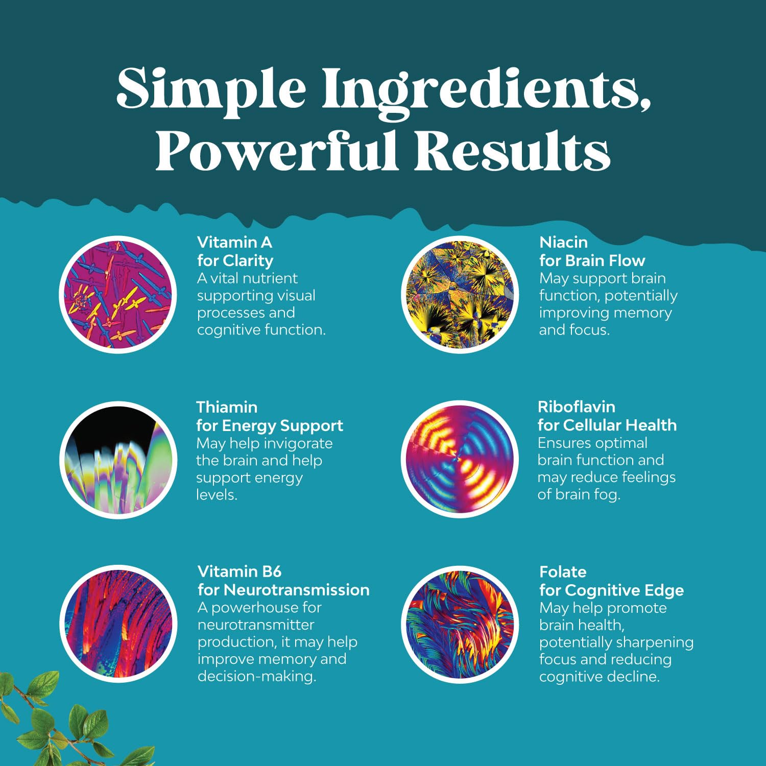 Natures Craft green tea extract bilberry capsules indicating antioxidant brain support